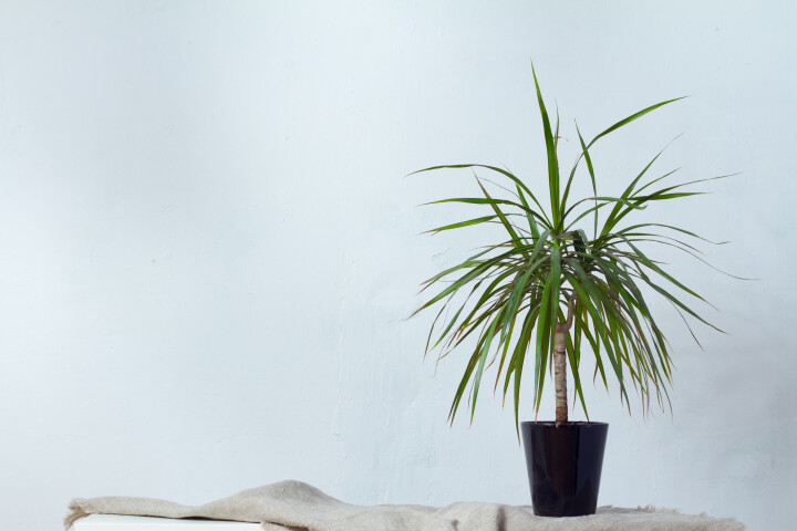 Le dragonnier (Dracaena), une plante d'intérieur facile à entretenir, à placer dans un endroit lumineux.