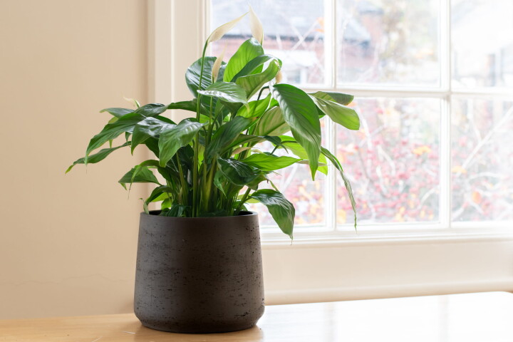 Un spathiphyllum (la fleur de lune) dans un pot de fleurs posé sur un rebord de fenêtre