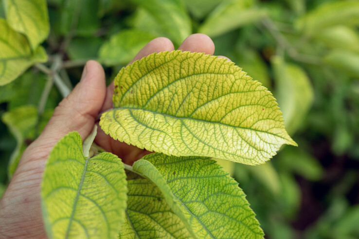 Des feuilles jaunes et des nervures vertes indiquent une carence en fer.