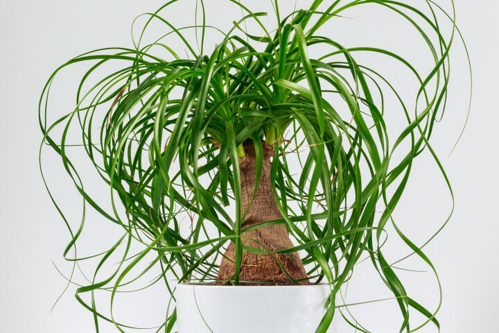 Le pied d'éléphant (Beaucarnea recurvata) est une plante d'intérieur au tronc renflé et aux longues feuilles vertes retombantes.