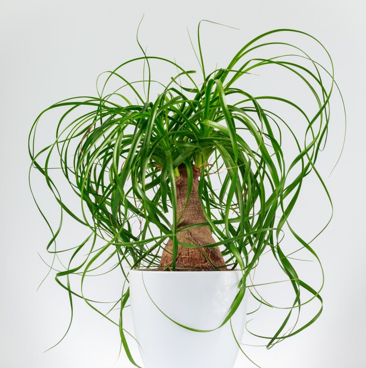 Le pied d'éléphant (Beaucarnea recurvata) est une plante d'intérieur au tronc renflé et aux longues feuilles vertes retombantes.