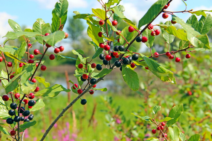 Une bourdaine (Frangula alnus) avec des baies rouges et noires sur une branche feuillue.