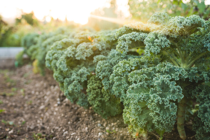 Du chou frisé dans le potager, juste avant la récolte.