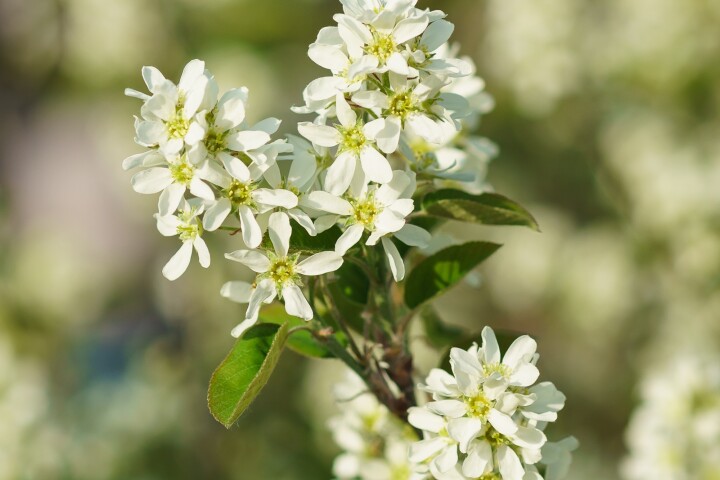 Amélanchier à feuilles rondes (Amelanchier rotundifolia) en fleurs, avec des fleurs blanches au printemps.