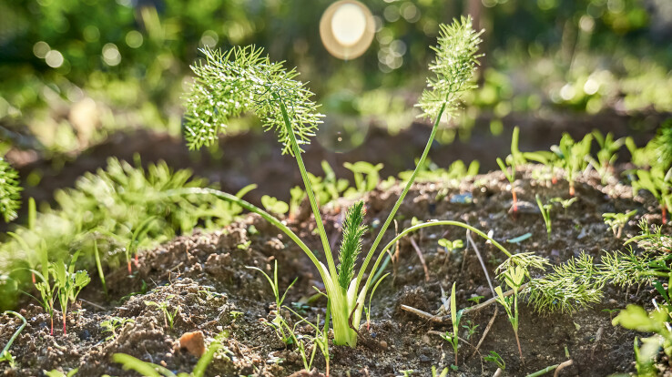 Le jeune fenouil pousse dans un sol meuble, dans un potager exposé au soleil.