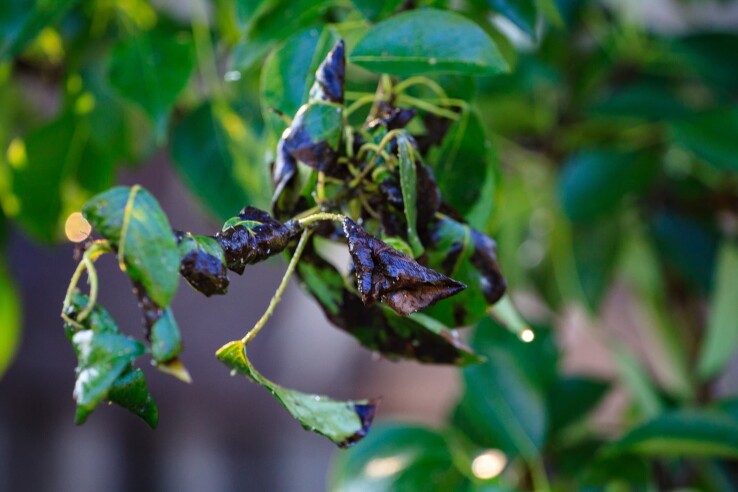 Pousses et feuilles endommagées par le feu bactérien sur un arbre fruitier, présentant des feuilles typiquement noircies et flétries.