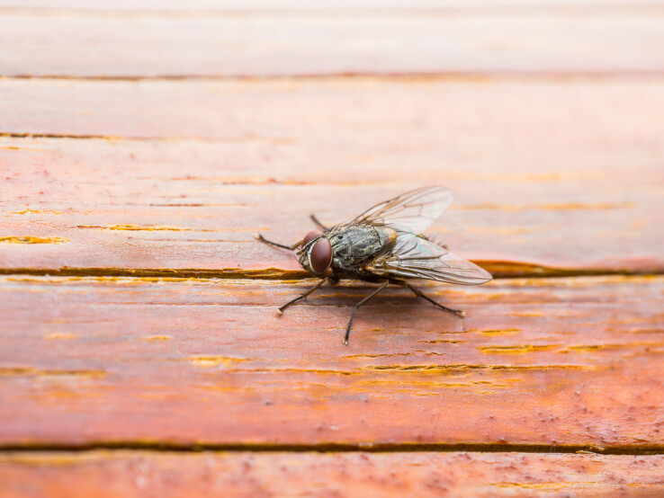 Une mouche domestique posée sur une table en bois dans le jardin, comme illustration pour montrer comment se débarrasser des mouches avec des remèdes maison.