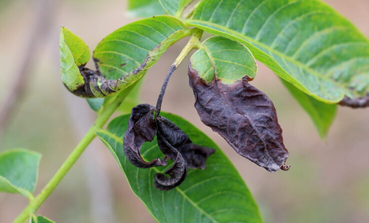 Feuilles d'une plante en pot endommagées par le gel et présentant des taches noires