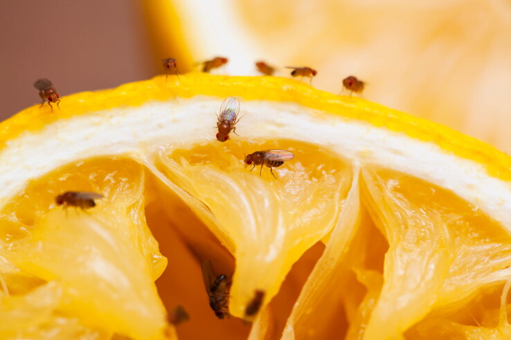 Des mouches des fruits sur des fruits mûrs dans une cuisine.