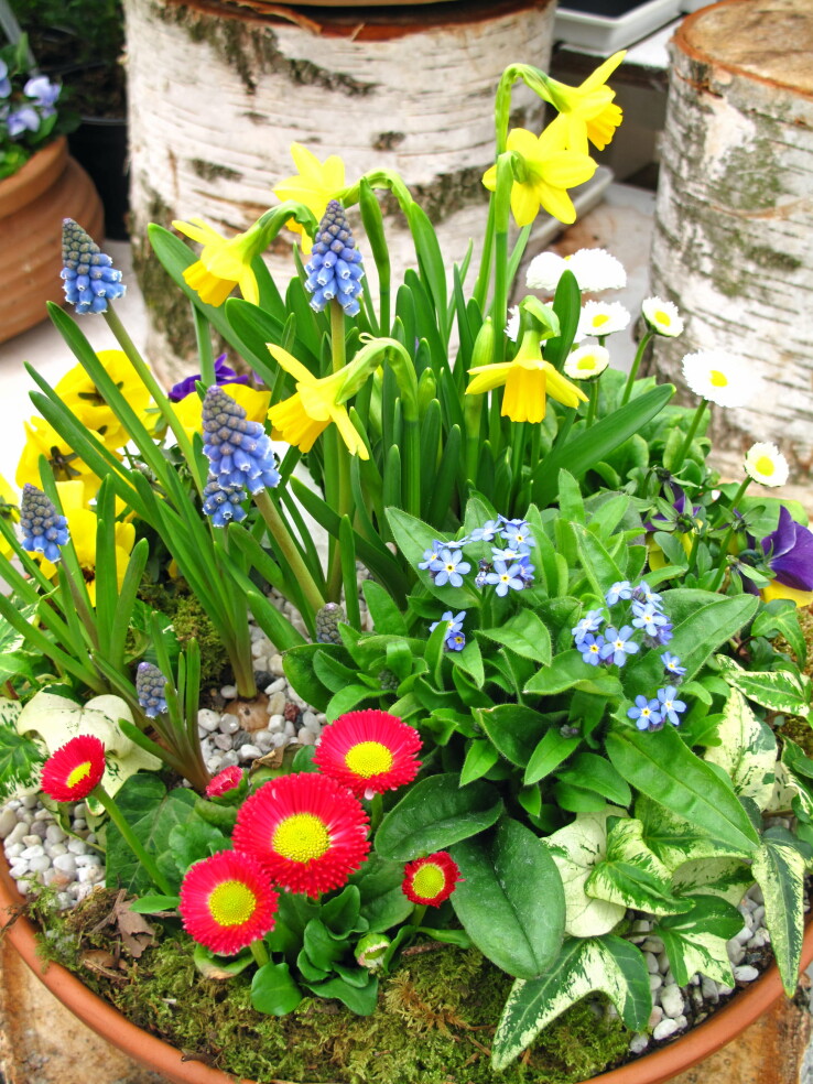 Des mini-jonquilles et d'autres fleurs printanières dans un pot.