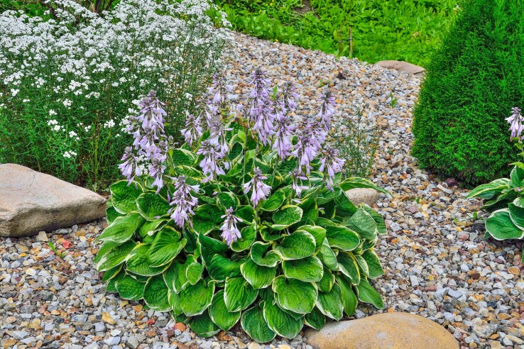 Des hostas en fleur dans un parterre ombragé, aux feuilles panachées de vert et de blanc et aux fleurs violettes.