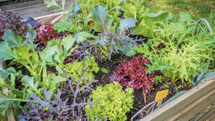 Diverses salades à couper et salades vertes cultivées dans une plate-bande surélevée.