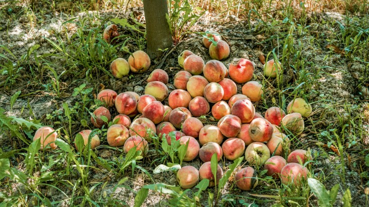Des pêches mûres tombées sous un arbre fruitier dans un jardin en été.