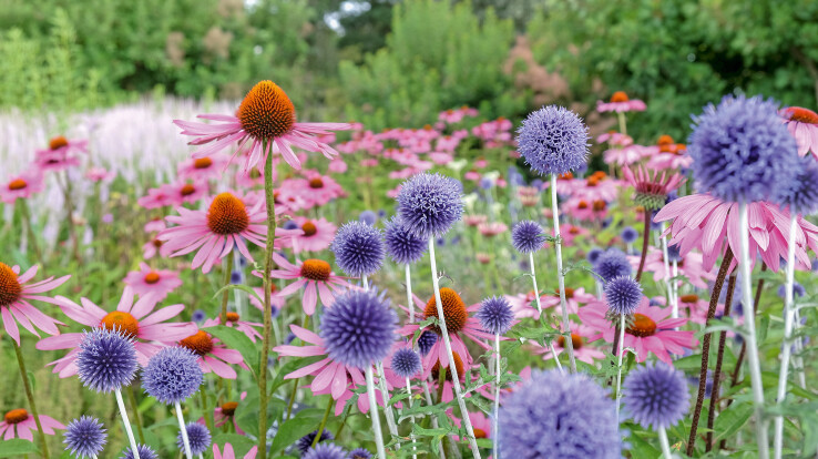 Des chardons sphériques et des fleurs de rudbeckia roses dans un parterre de vivaces au style naturel.