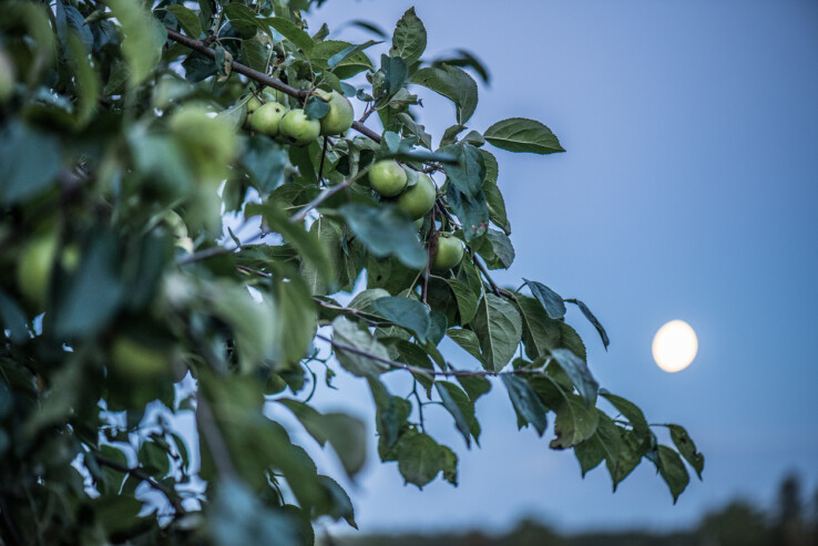 La lune au-dessus d'une branche d'arbre fruitier, symbole du jardinage au rythme des phases lunaires.
