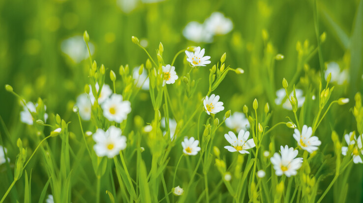 Des fleurs blanches printanières parmi l'herbe fraîche, symbole des travaux de jardinage en février