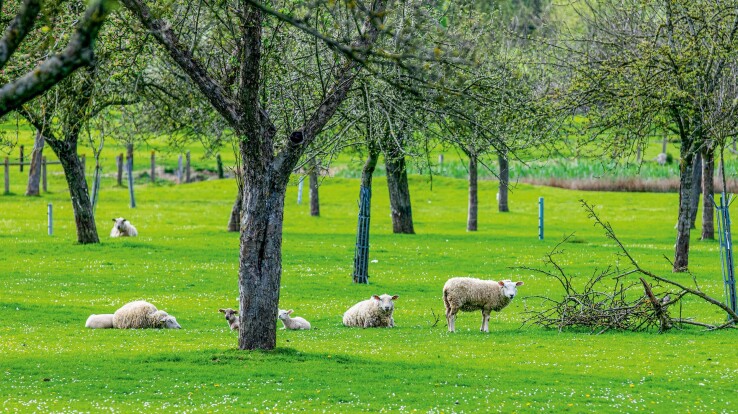 Des moutons se reposent parmi les arbres fruitiers dans un verger extensif