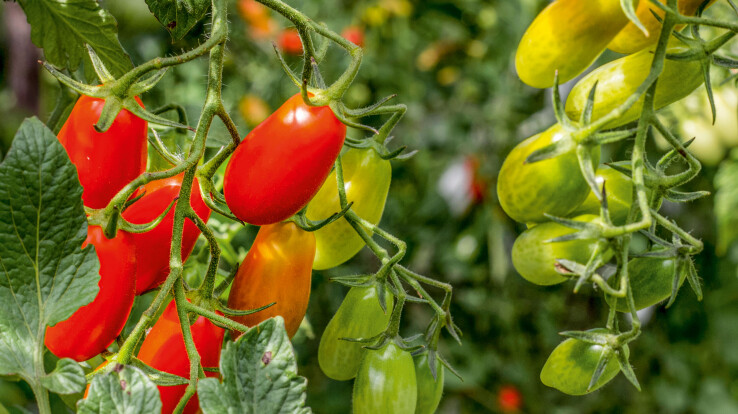 Tomates mûres et non mûres sur la plante