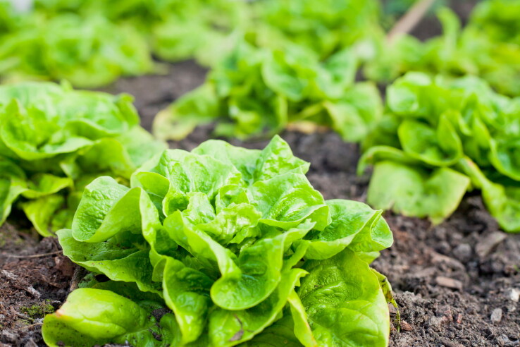 Salade
