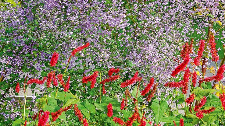 De grandes plantes vivaces aux fleurs rouges et violettes dans un jardin d'agrément estival