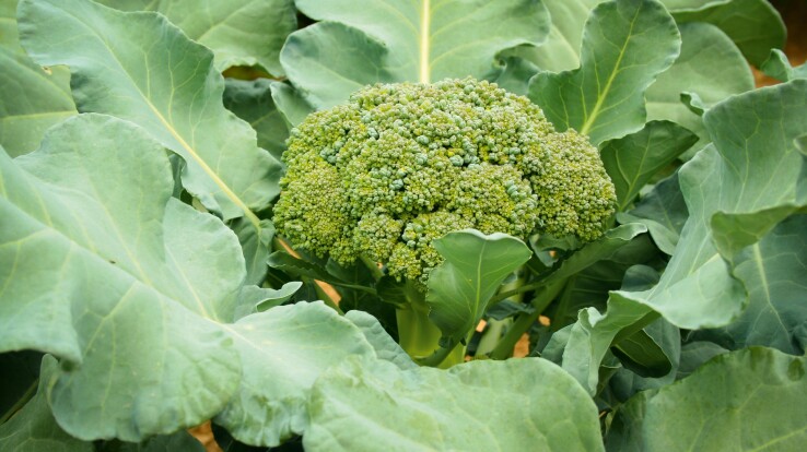Travaux de jardinage en juin 2026 : le brocoli