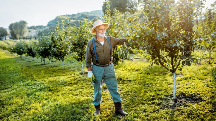Travaux de jardinage en juin 2026 : tailler les arbres fruitiers