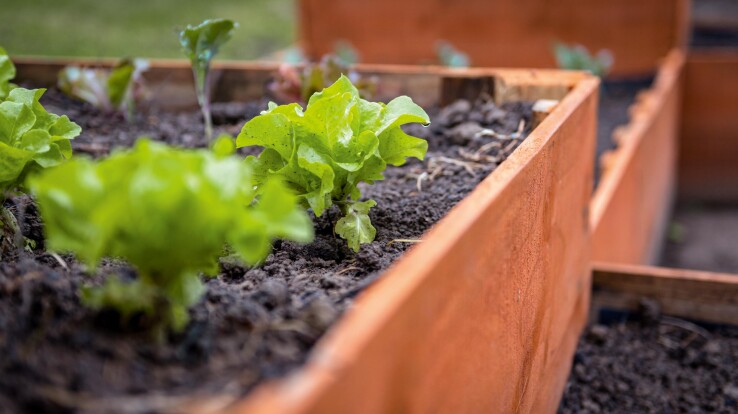 Travaux de jardinage en juin 2026 : potager surélevé