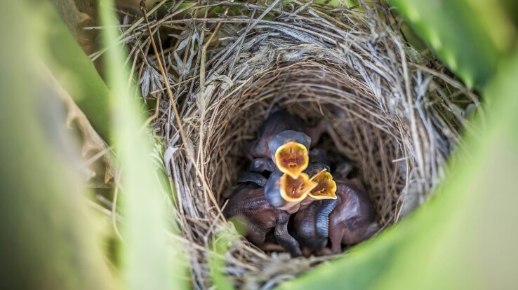 Travaux de jardinage en juin 2026 : Nid d'oiseau
