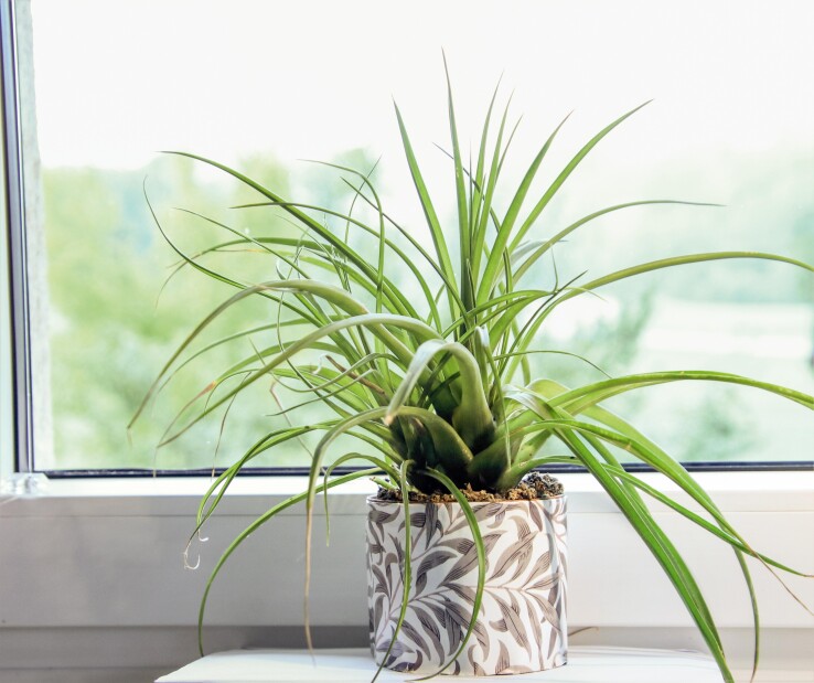 Lys vert dans un pot décoratif posé sur un rebord de fenêtre, sur fond clair