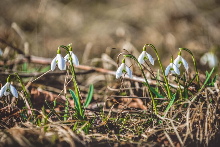 Les perce-neige fleurissent parmi l'herbe sèche, annonçant le printemps