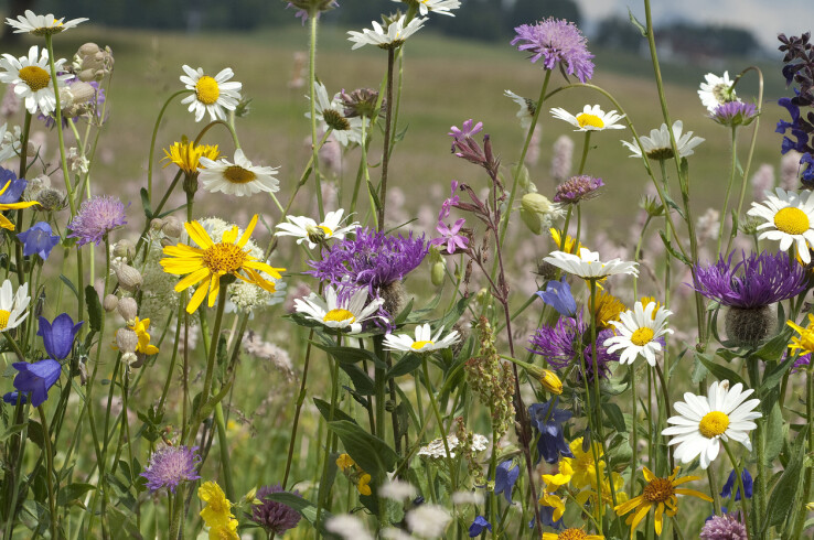 Une prairie fleurie composée de fleurs sauvages locales, qui constitue un habitat précieux pour les abeilles, les papillons et d'autres insectes.