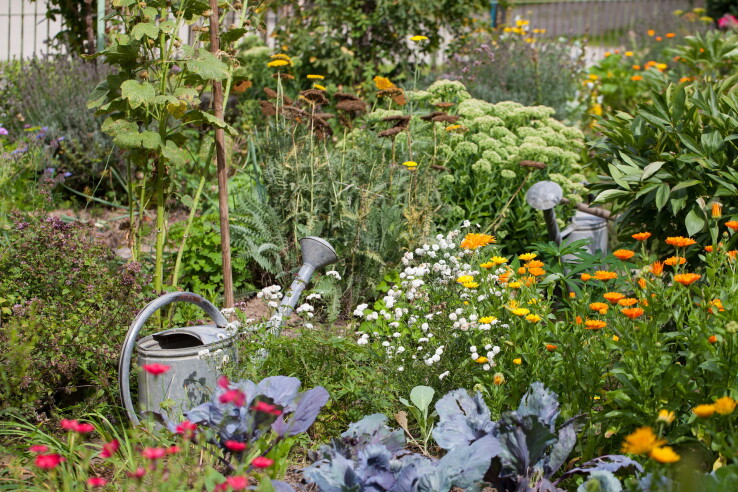 Tendances jardin 2026 : le jardin naturel