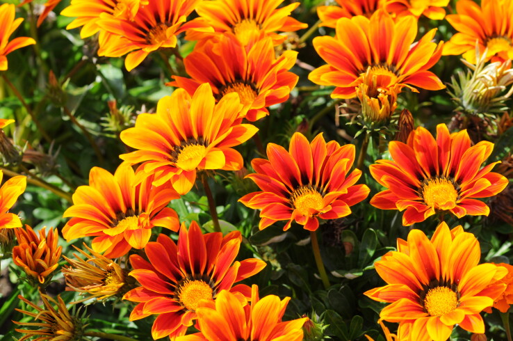 Leuchtend orange-gelbe Gazanien mit geöffneten Blüten im Sonnenlicht