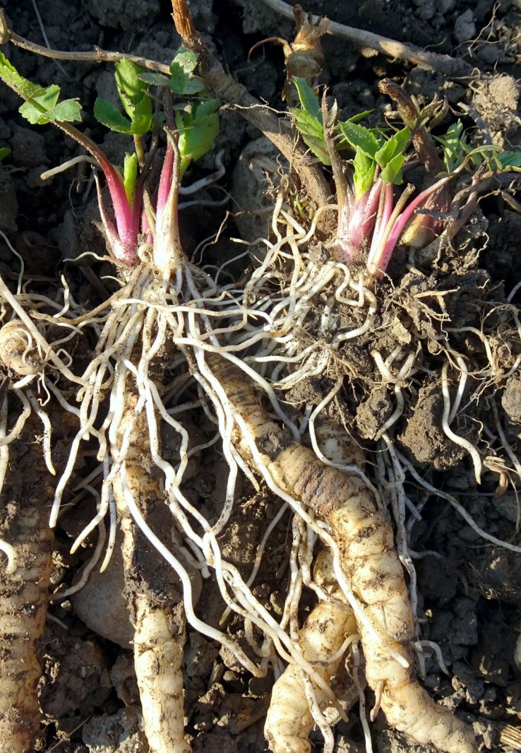 légumes