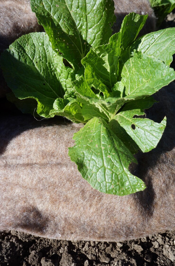 La jeune plante pousse à travers une couche de laine de mouton qui lui sert de protection naturelle contre le gel