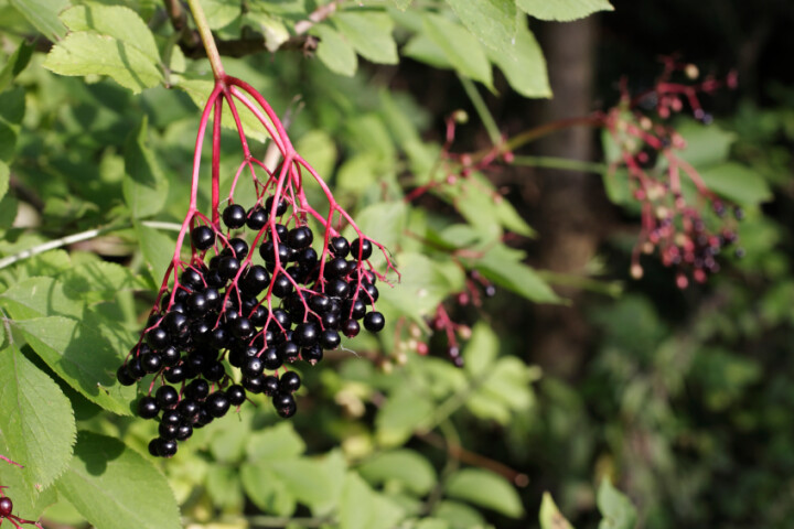 Sureau noir (Sambucus nigra)