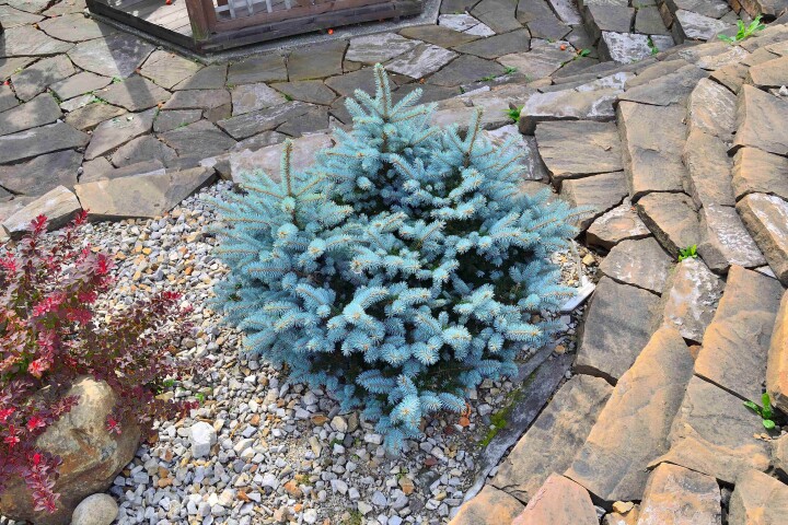 Picea pungens «Glauca Globosa»