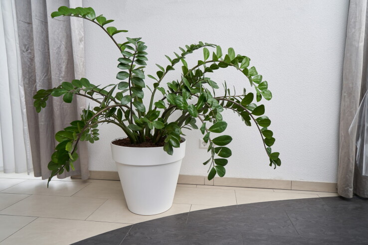 Plante Zamioculcas