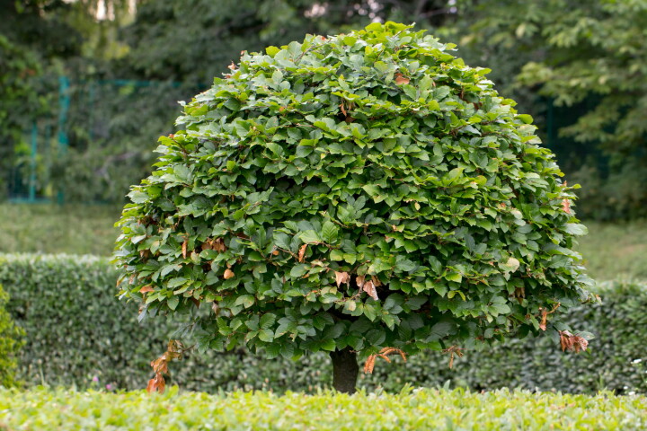 Un charme (Carpinus betulus) taillé en boule, utilisé comme arbuste ornemental dans le jardin.