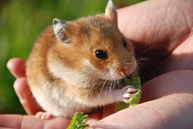 Les hamsters sont des animaux de compagnie très appréciés, surtout par les enfants