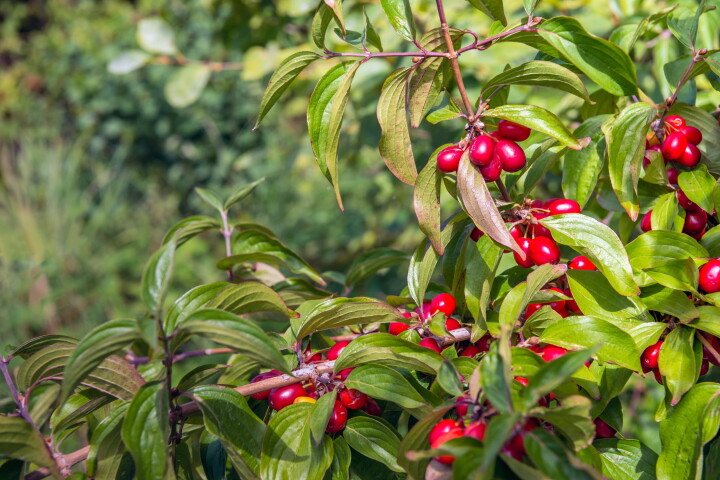 Cornouiller (Cornus mas) aux fruits d'un rouge vif sur une branche feuillue.