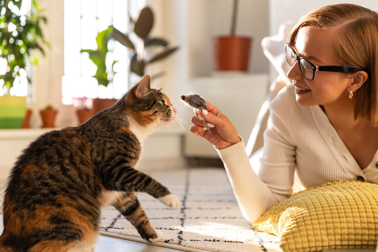 Une personne joue avec un chat et une souris en peluche dans le salon.