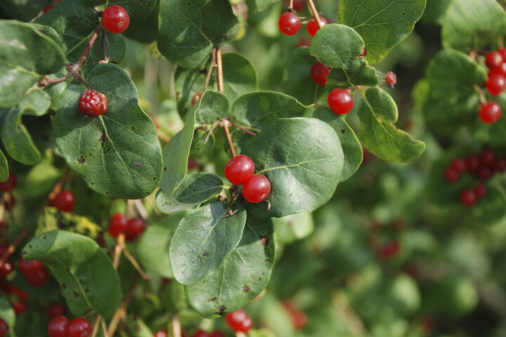 Le chèvrefeuille (Lonicera xylosteum) avec ses baies rouges rondes et ses feuilles vertes.