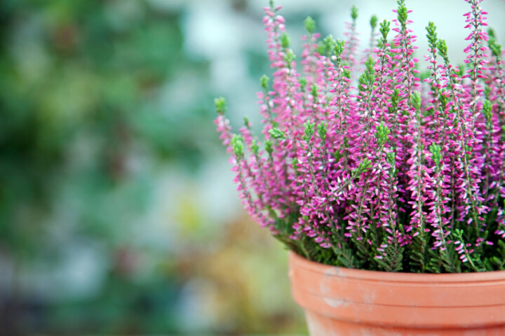 Callunen (Besenheide) mit pinken Blüten als farbige Herbstpflanze im Garten.