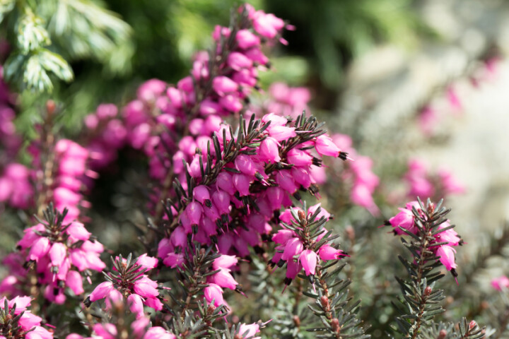 Blühende Erika mit pinken Glockenblüten als Herbstpflanze im Garten.