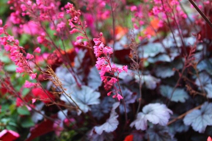 Purpurglöckchen (Heuchera) mit rosa Blüten und dunklem Laub im Herbstbeet.