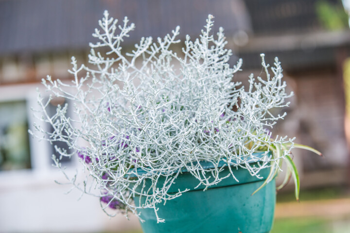 Stacheldraht (Leucophyta) mit silbrigem Wuchs im türkisfarbenen Pflanztopf.