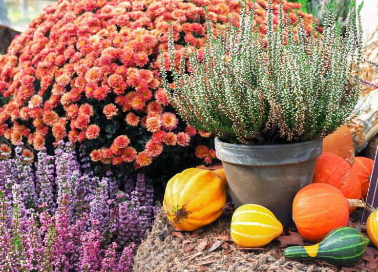 Herbstpflanzen mit Chrysanthemen, Besenheide und Zierkürbissen in Töpfen auf Balkon oder im Garten.