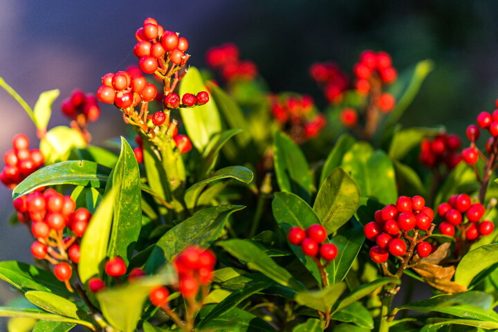 Skimmie (Skimmia japonica) mit leuchtend roten Beeren als Herbstschmuck.