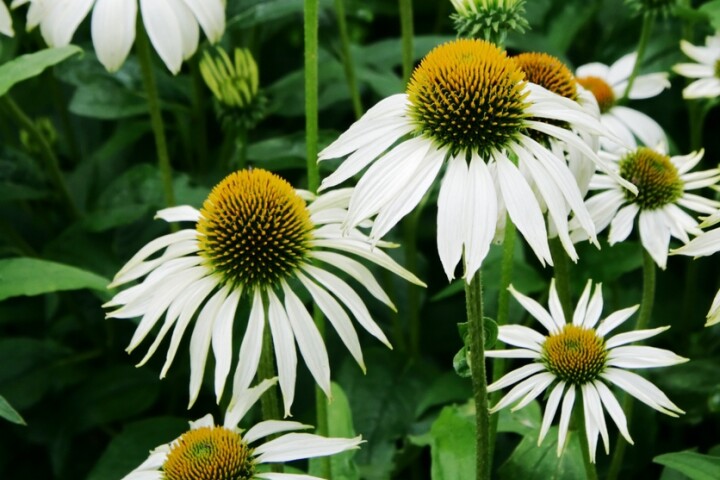 Weisser Sonnenhut (Echinacea) mit markanten Blüten im Herbstgarten.